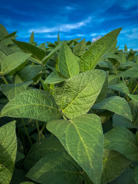 Soy beans field in a bright sunny day agricultural scene