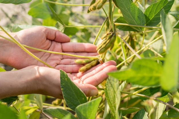 Soy beans in human hands on a soybean field. Agriculture production concept