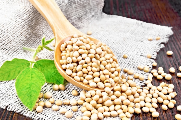 Soy beans in a spoon, green leaf on burlap on a dark wooden 