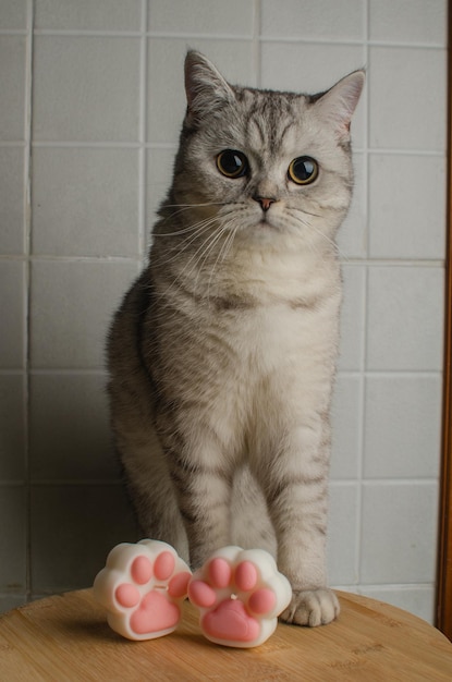 Photo soy candle in the form of a cats paw