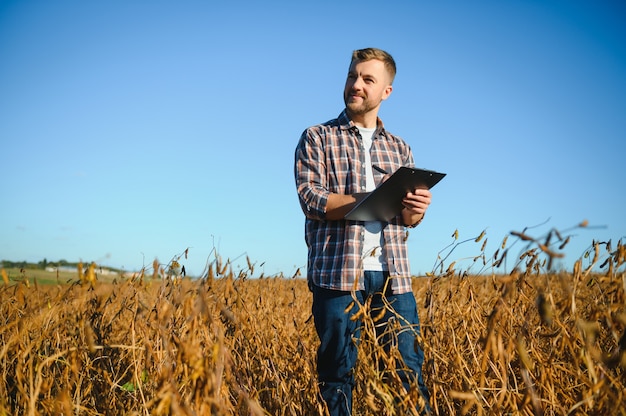 Campo di soia e piante di soia mature all'alba. agricoltura della soia