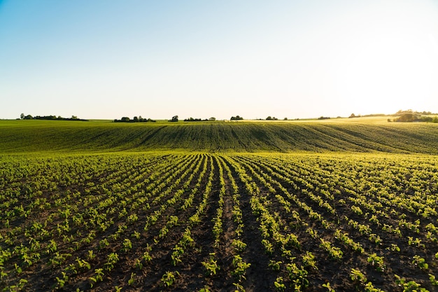 Campo di soia campo di soia con sole al tramonto giovani piante di soia agricoltura di soia attività agrarie