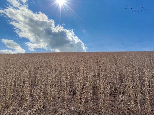 Soy plantation with dry grains, ready for harvest.