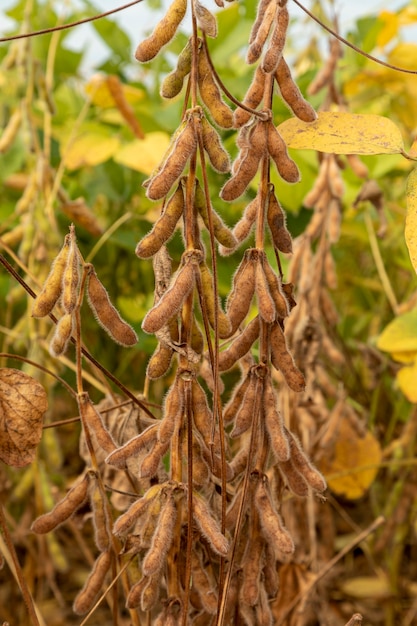 Soy plantation with dry grains, ready for harvest.