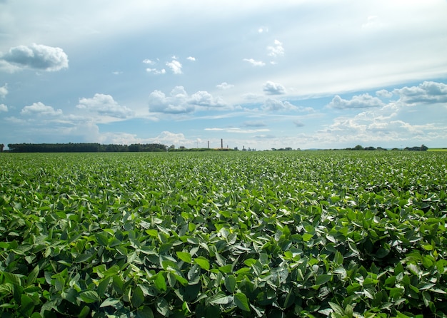 Soy plantation