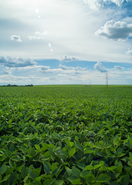 Soy plantation