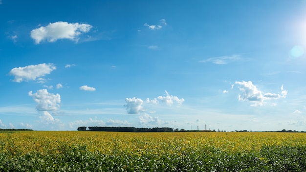 Soy plantation