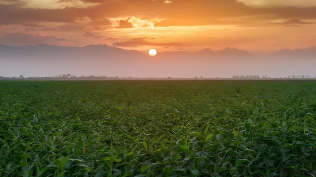 Soy plantation