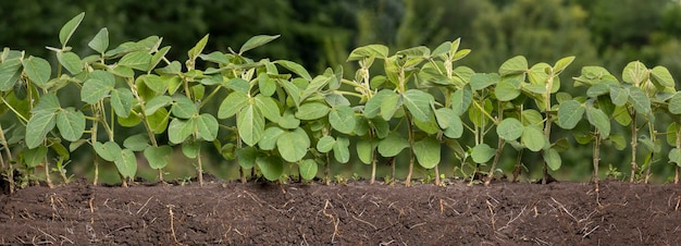 Soy plants with flowers and roots