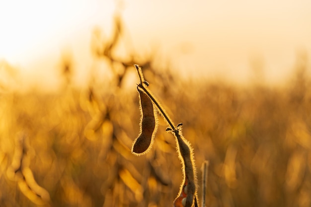 Photo soy pods at sunset close up soybean pod on the plantation at sunset