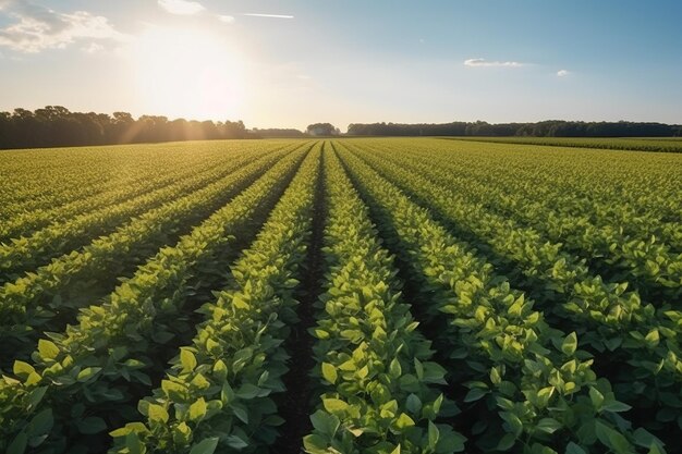 soya bean Soybean field ripening at spring season agricultural landscape