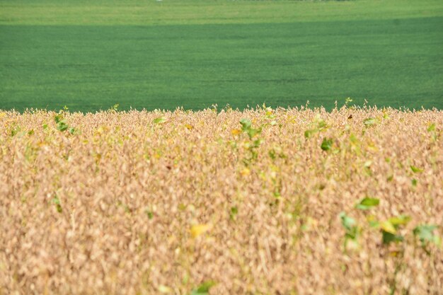 Foto cultivazione della soia sul campo