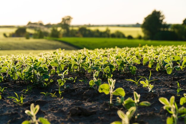 Soya seedlings are growing from the soil Young soy field with sunset