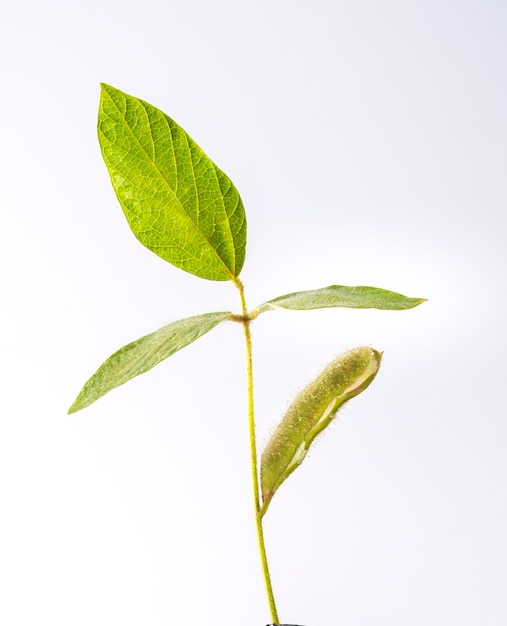 Soybean branch with 3 leaves and a semi-open pod isolated on white background.