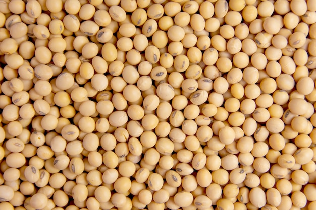 Soybean close up