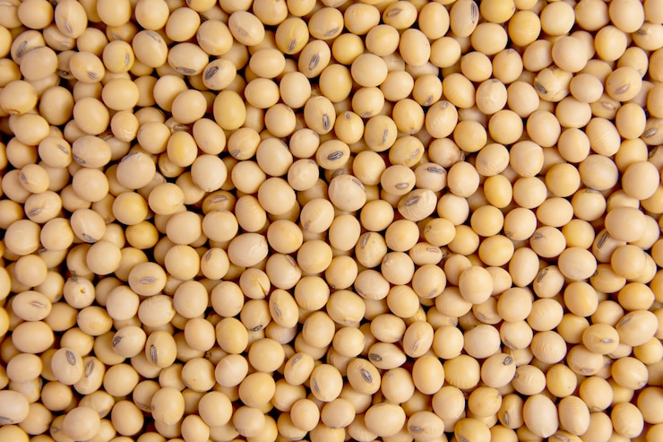 Photo soybean close up
