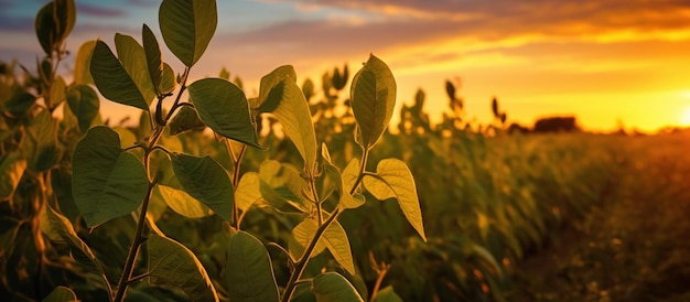 soybean field examining crop at sunset