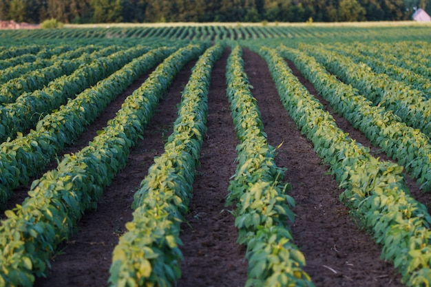 Photo soybean field ripening at spring season