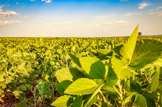 Soybean field in a sunny day. Agricultural scene.