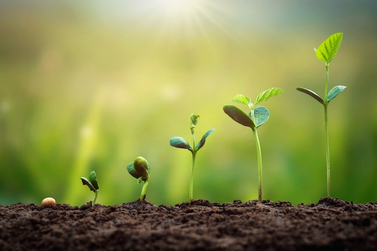 Photo soybean growth in farm with green leaf. agriculture plant seeding growing step concept