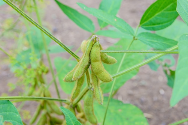 Photo soybean is on the tree.