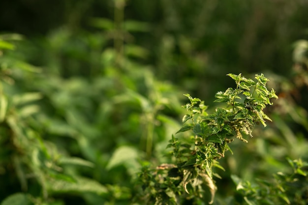 Soybean plant in the garden Agriculture agronomy industry