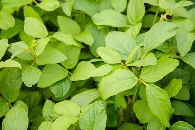 大豆植物はまだ完全に育っていません。