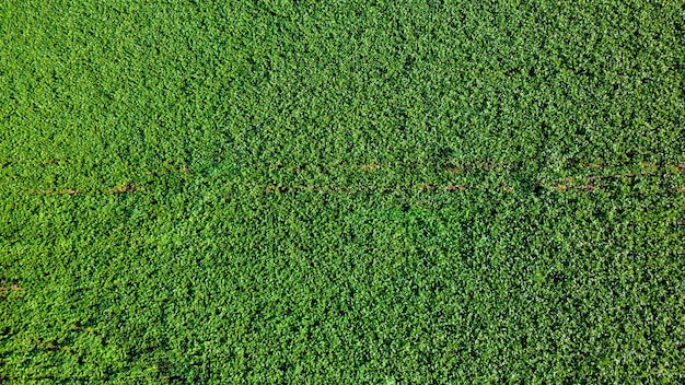 плантации сои в Бразилии. Зеленое поле с выращенными соевыми бобами. С высоты птичьего полета