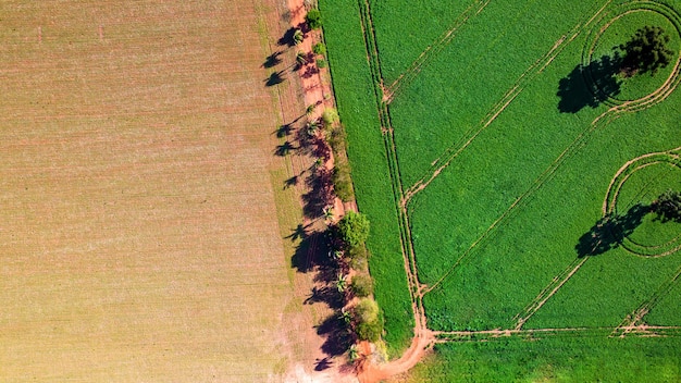 soybean plantation in Brazil. Green field with grown soybeans. Aerial view