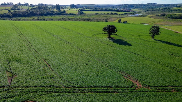 soybean plantation in Brazil. Green field with grown soybeans. Aerial view