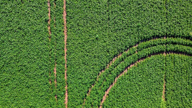 soybean plantation in Brazil. Green field with grown soybeans. Aerial view