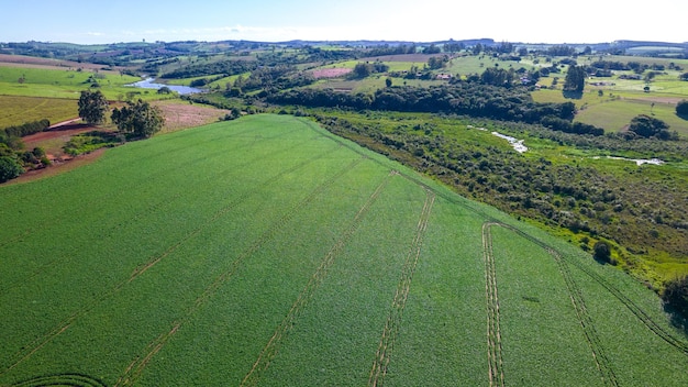 soybean plantation in Brazil. Green field with grown soybeans. Aerial view