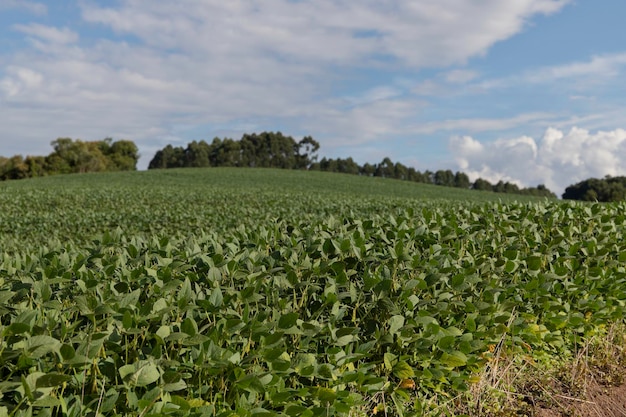 Foto piantagione di soia che fiorisce e produce baccelli che mostrano uno sviluppo e una produzione eccellenti