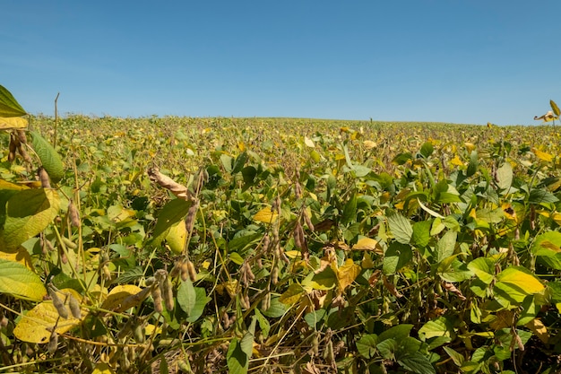 Soybean plantation on a sunny day in Brazil.