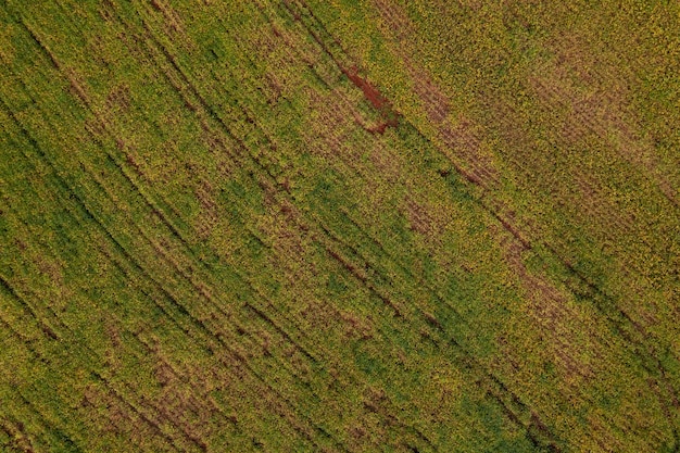 Soybean plantation with flaws seen from above drone view