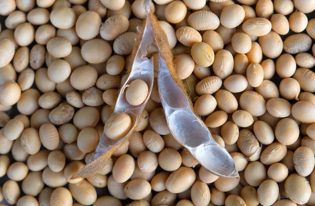 Soybean pod