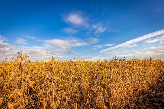 Soybean pods on the plantation at sunset