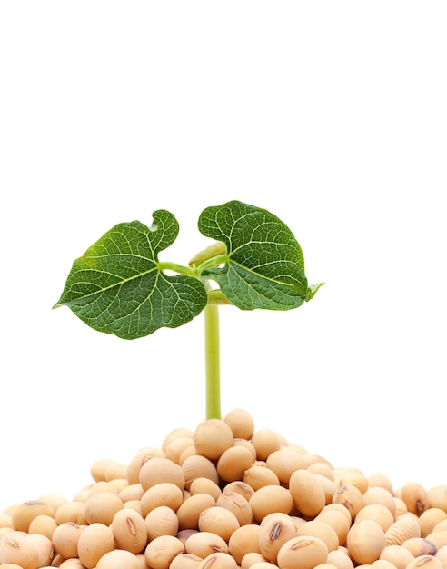 Photo soybean sprout isolated on white background