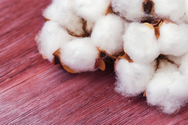 Spa concept. Fluffy cotton flowers on natural rustic wooden table