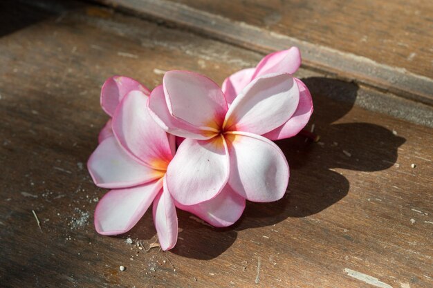 Photo spa flowers petals close up detail isolated