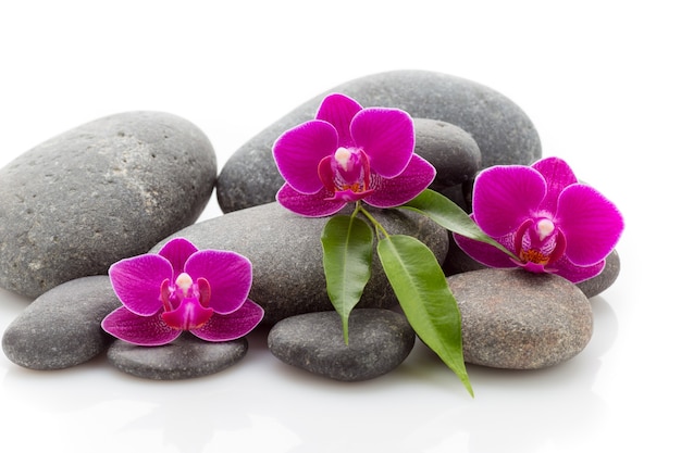 Камни и орхидея для массажа спа, изолированные на белом фоне.