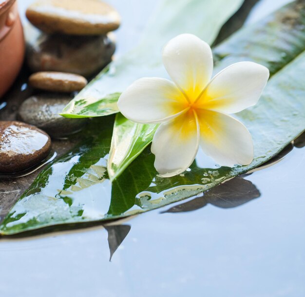 Spa-objecten bloem en stenen voor massagebehandeling op donkere waterachtergrond