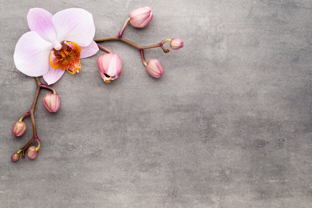 Spa orchid theme objects on grey background.