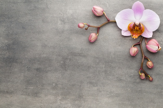 Spa orchid theme objects on grey background.