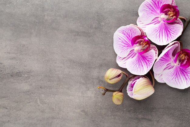 Spa orchidee thema-objecten op grijs