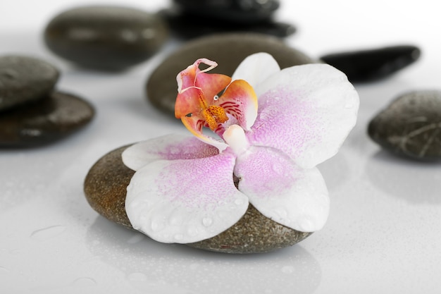 Spa stenen met orchidee op lichte ondergrond