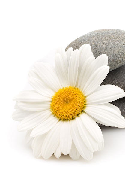 Spa stones and daisy flower