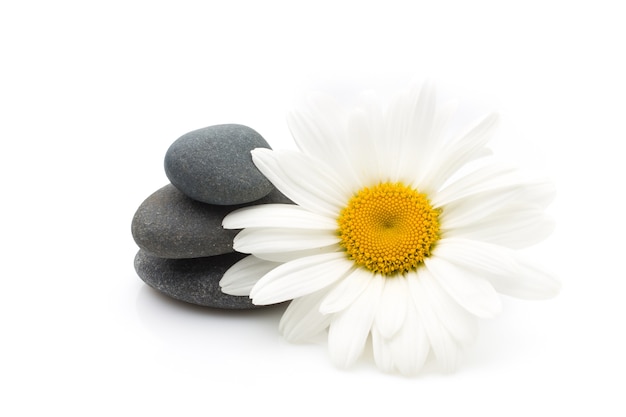 Spa stones and daisy flower