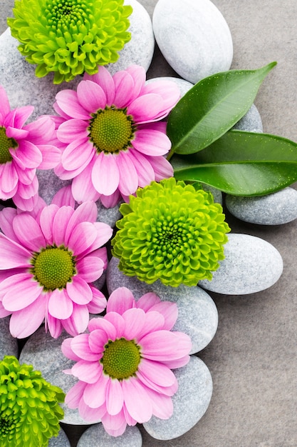 Spa stones and flowers on grey background.