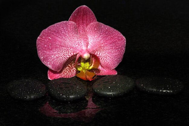 Spa stones and orchid on a dark background